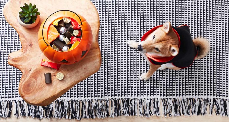Can Dogs Eat Candy? 6 Poisonous Halloween Treats BeChewy