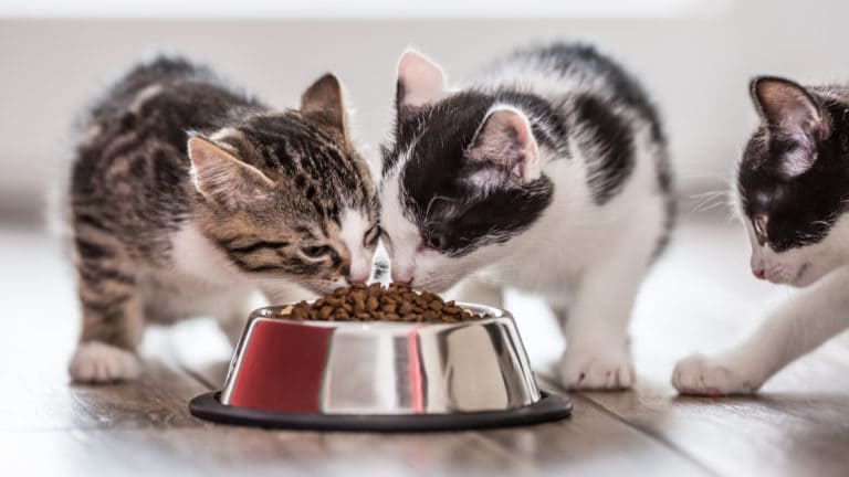 Feeding a Cat a Rotational Diet BeChewy