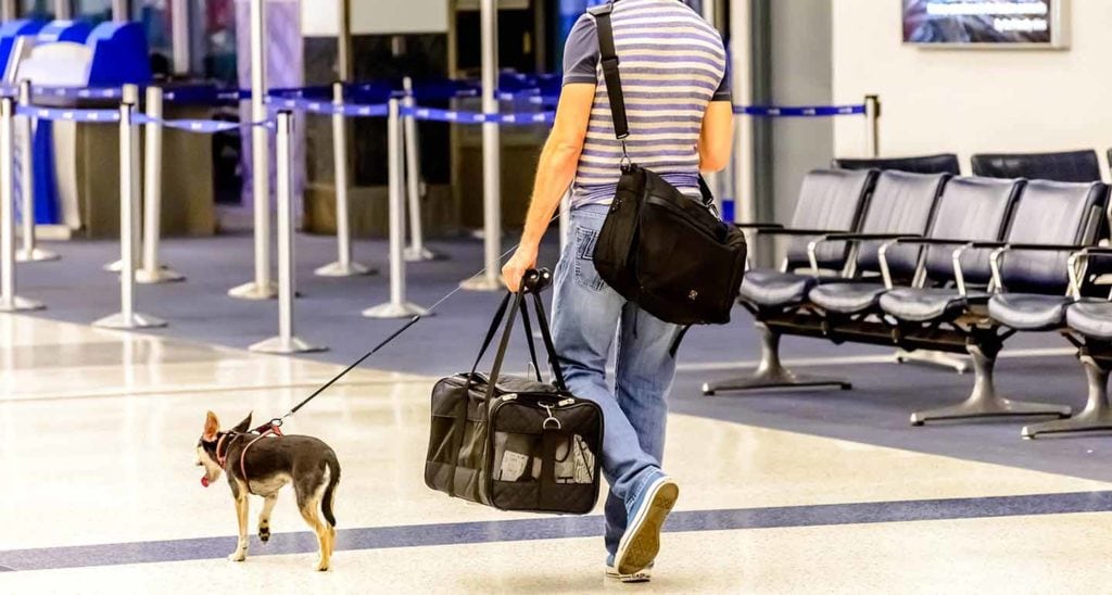 Airline Pet Policy Guide for All . Airlines | BeChewy