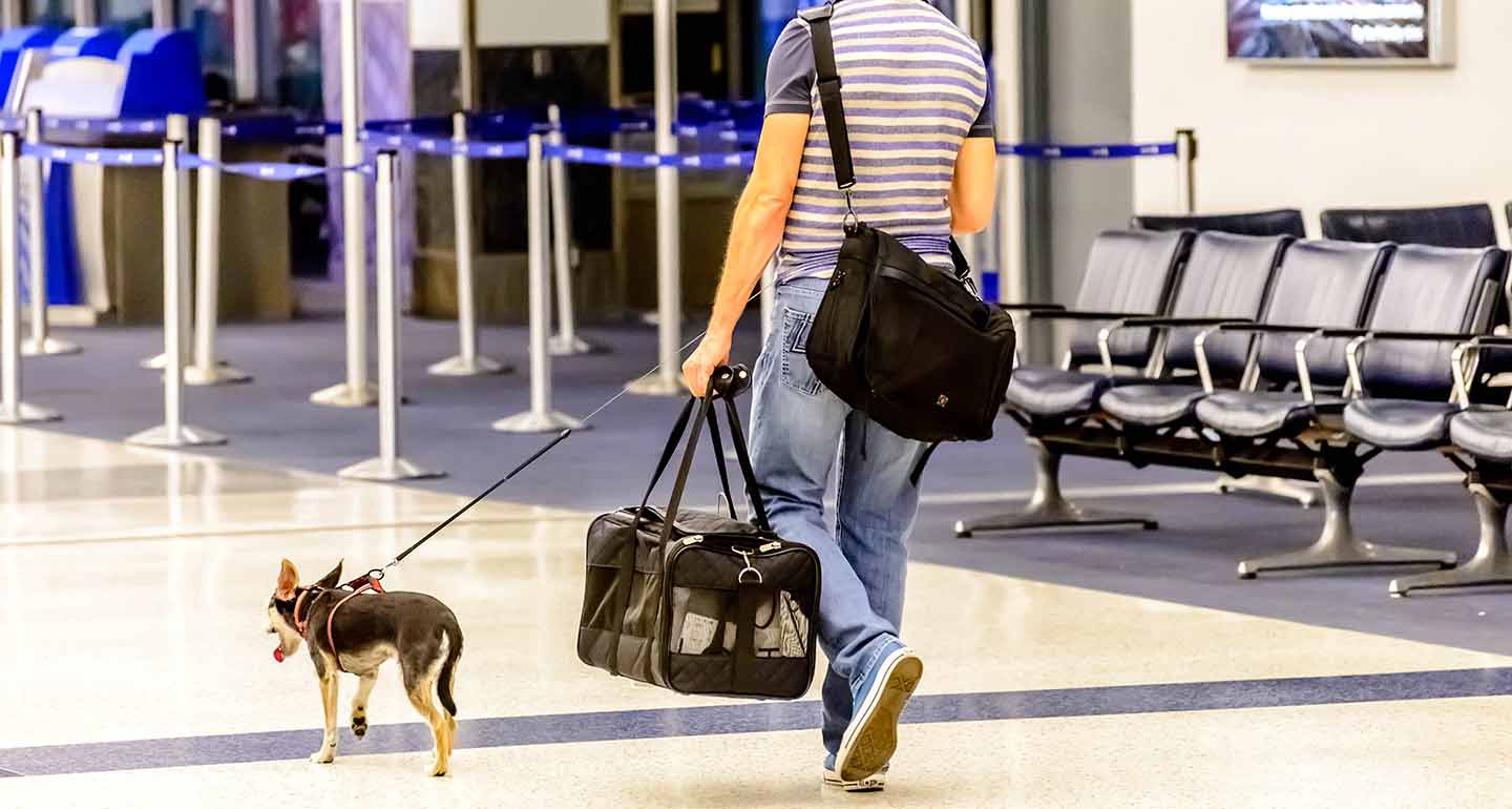 Dogs on shop planes united