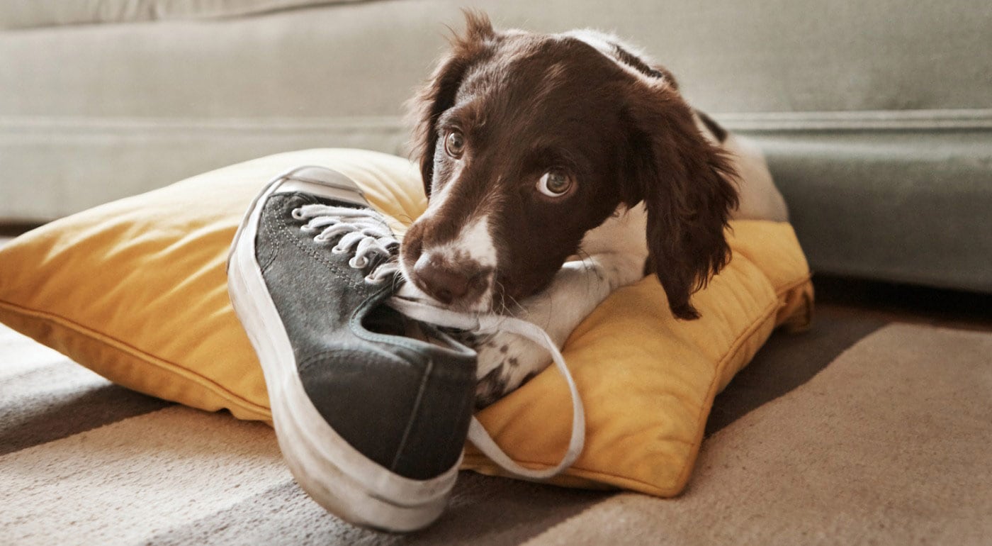 Bored Dogs: How to Recognize and Solve Doggy Boredom