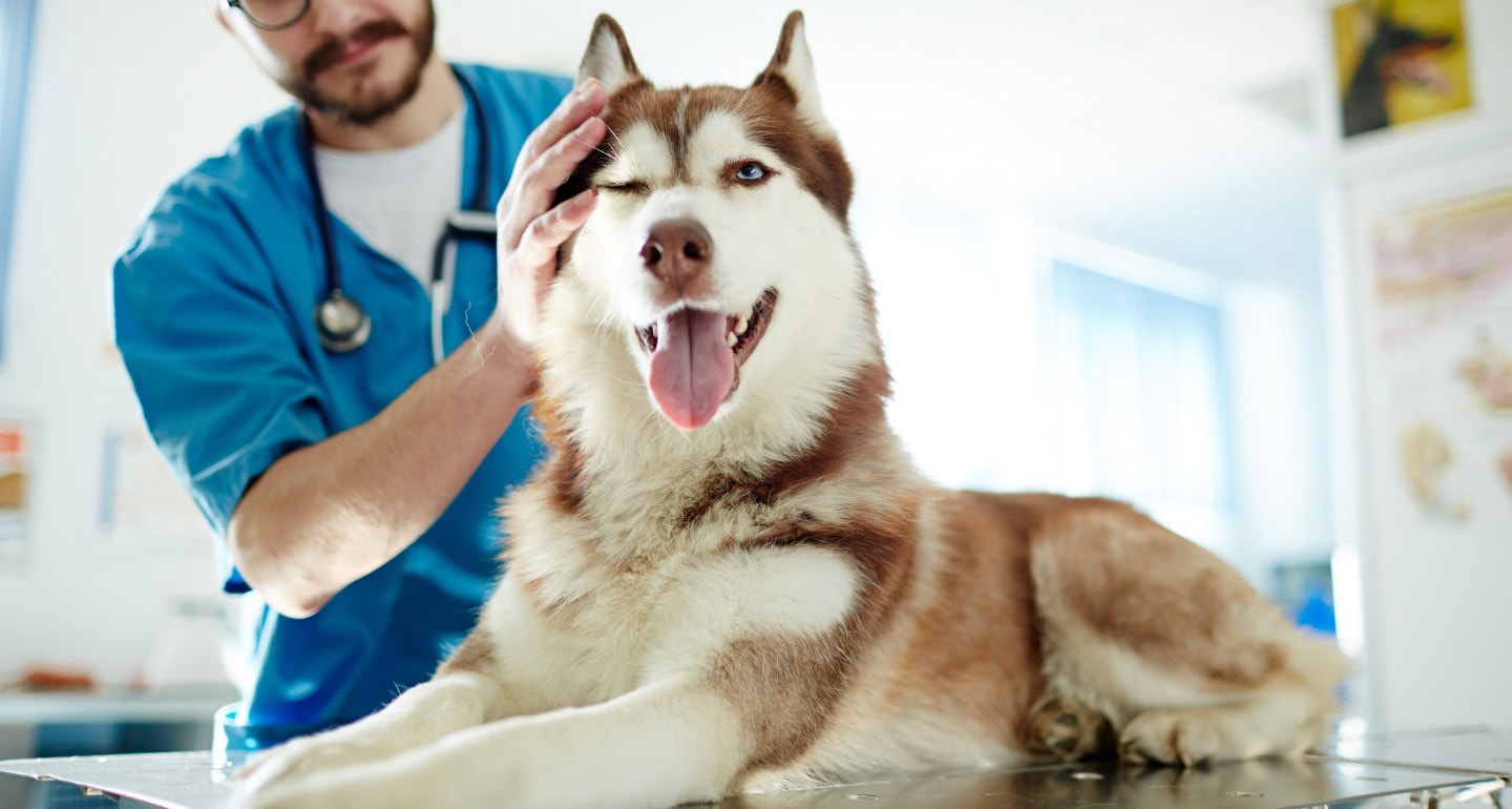 signs-of-cancer-in-dogs-a-vet-s-guide-to-the-symptoms-of-canine-cancer