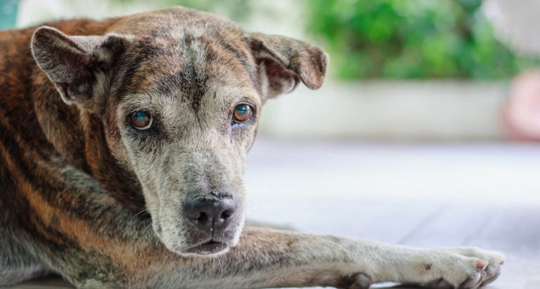 how-to-know-when-it-s-time-to-put-down-your-dog-bechewy