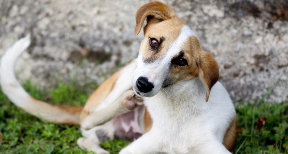 Allergy Meds for Dogs What Can I Give My Dog for Allergies? BeChewy