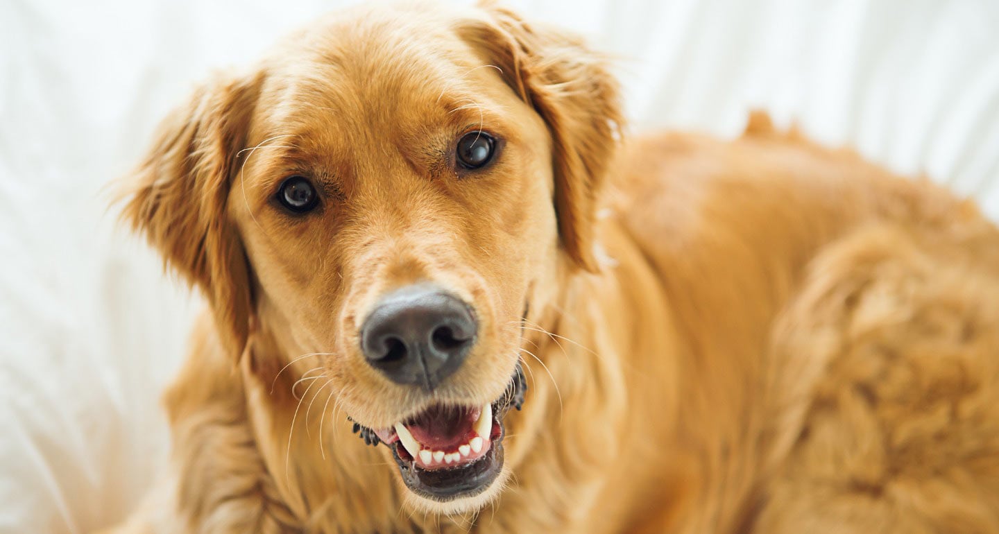 Golden Retriever Grooming Guide: Supplies, Techniques and Tips to Prevent  Matting | BeChewy