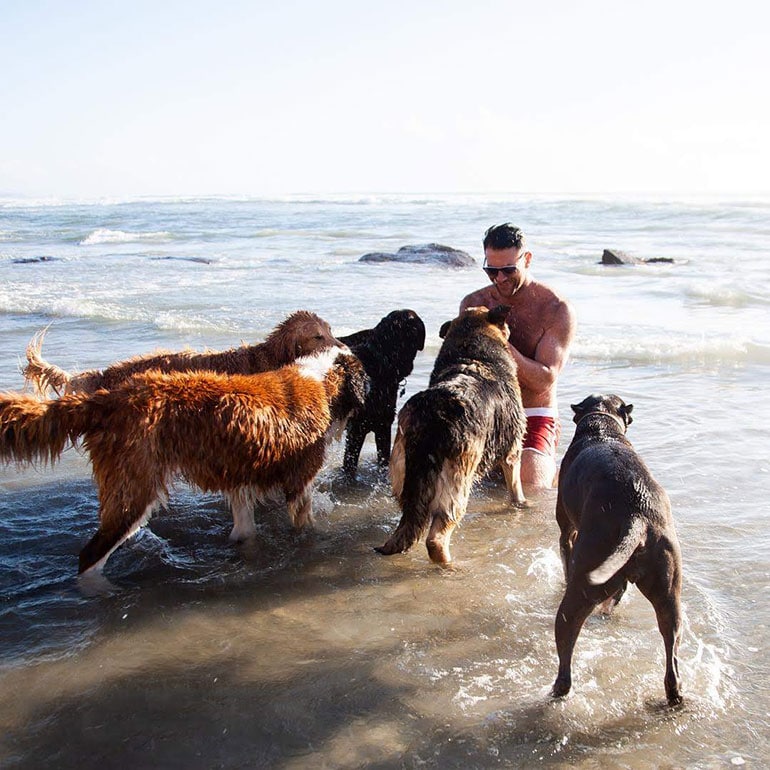 Lee Asher Travels the US in His RV with His 11 Dogs, and Here's Why |  BeChewy