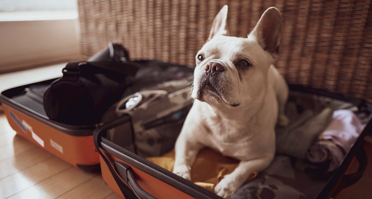 dog in suitcase: pet boarding and pet sitting