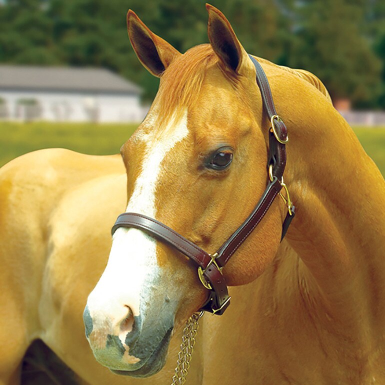 Gifts for Horse Lovers