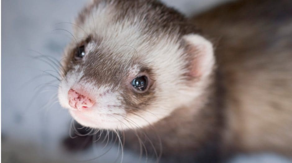 19 Ferret Facts You Need To Know | BeChewy