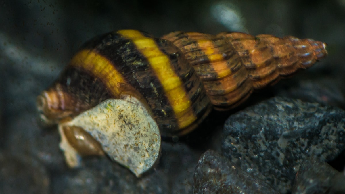 Assassin Snails: The Ultimate Anentome Helena Care Guide!