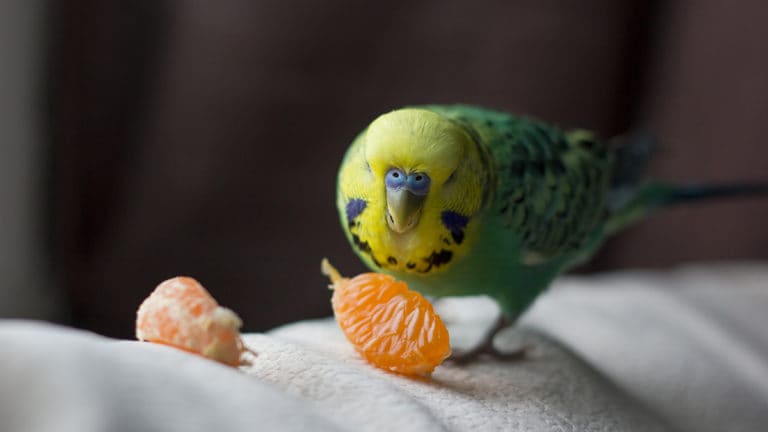 parrot travel with plane