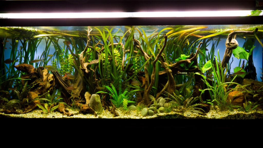Aquarium Lighting Guide For Fish Owners, 48 Inch Aquarium Light Fixture Size