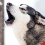 do huskies attack other dogs