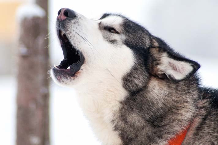 siberian husky angry