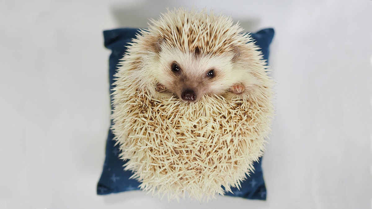12 Strange But Common Hedgehog Behaviors And Facts | BeChewy