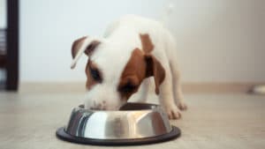 at what age do you switch from puppy food