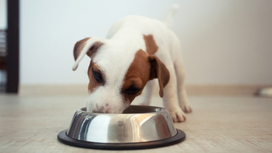 Here's When to Switch a Puppy to Adult Food BeChewy