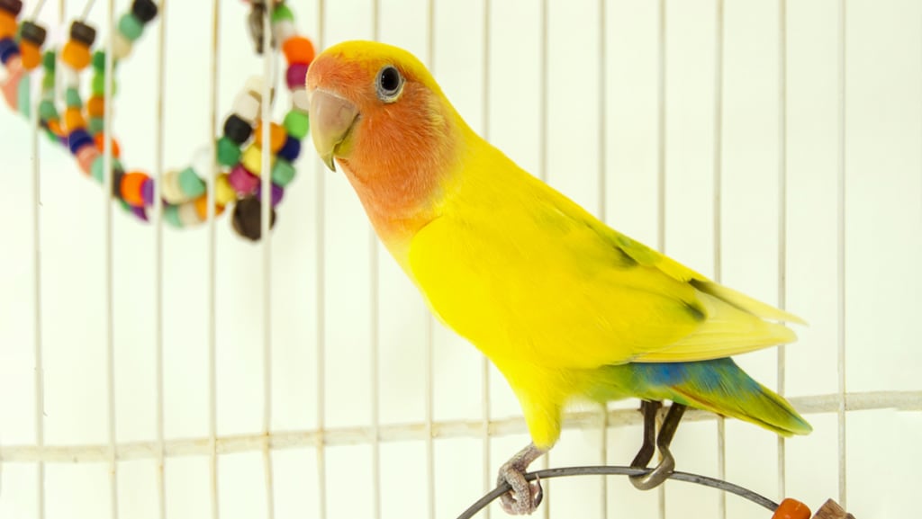 lovebird in a cage with a toy