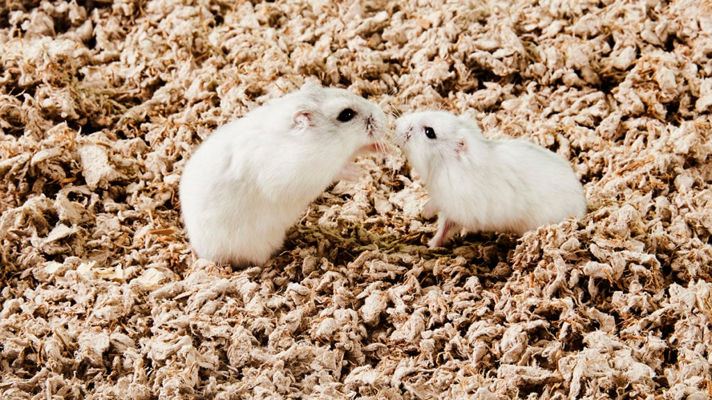 2 male hamsters shop in the same cage