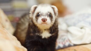 ferret scratching post