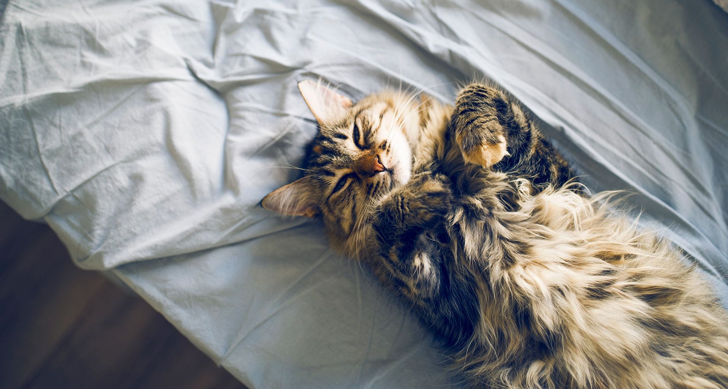 9 Cozy Spots for the Ultimate Cat Nap BeChewy