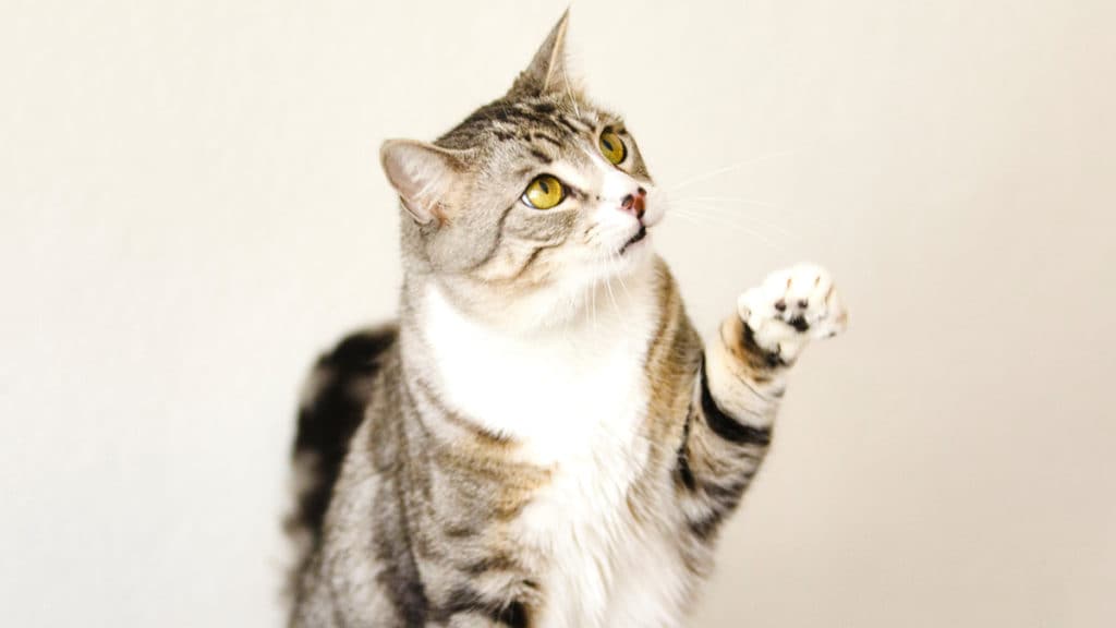 The Definitive Guide to Cat Behavior and Body Language – tuft + paw
