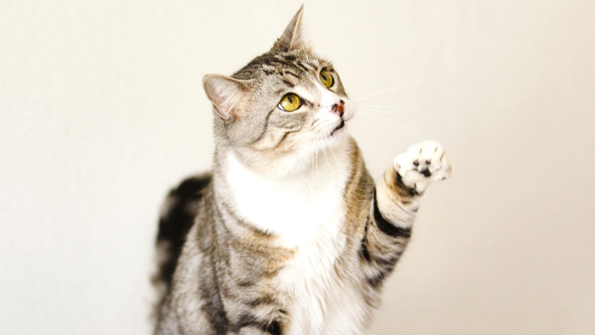 How to Clean Cat Paws: Vet-Approved Step-By-Step Guide - Catster