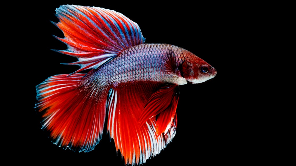 How Much Food For Betta Fish