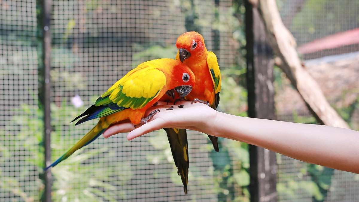 Can Parrots Eat Avocado