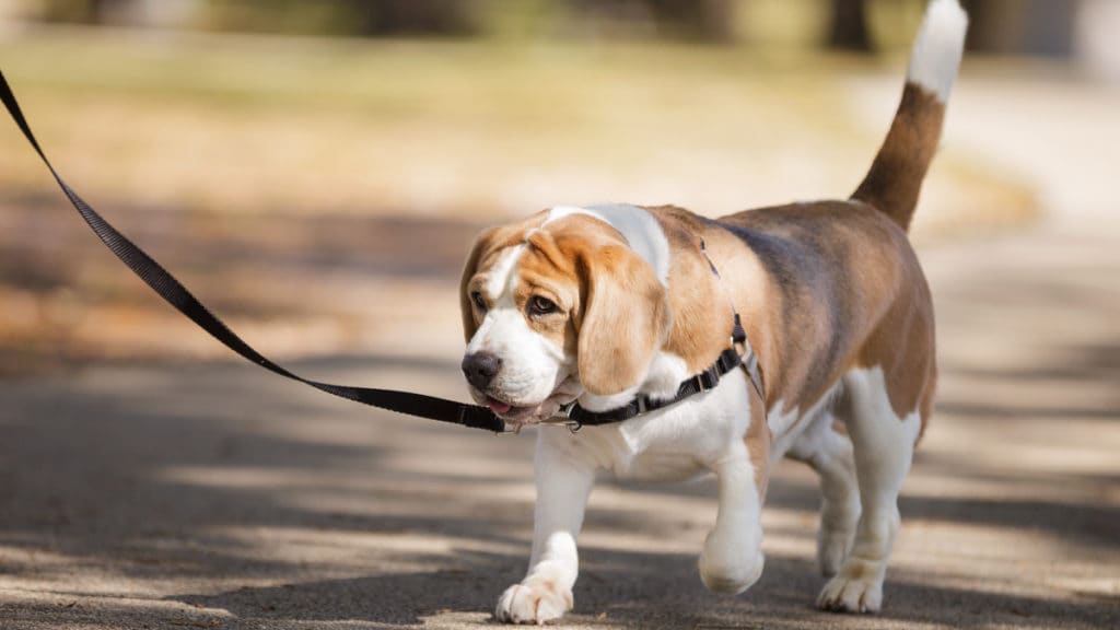 leash train