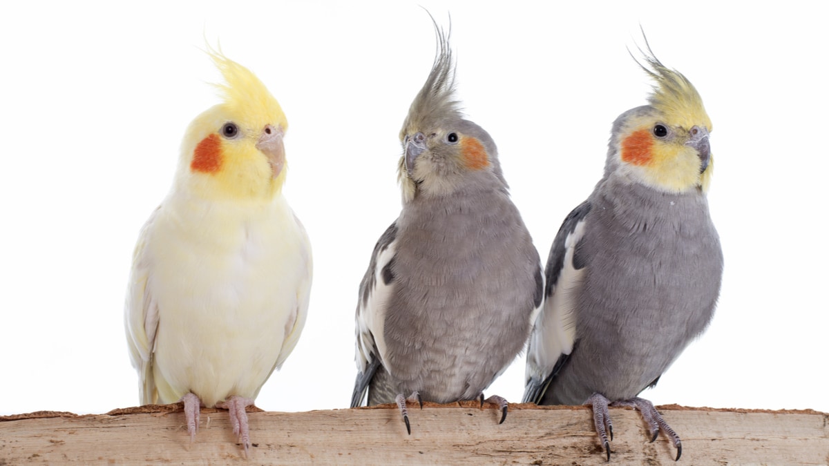 Do Cockatiels Have Dust 