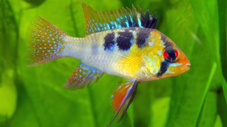 Sexing Ram Cichlids | BeChewy