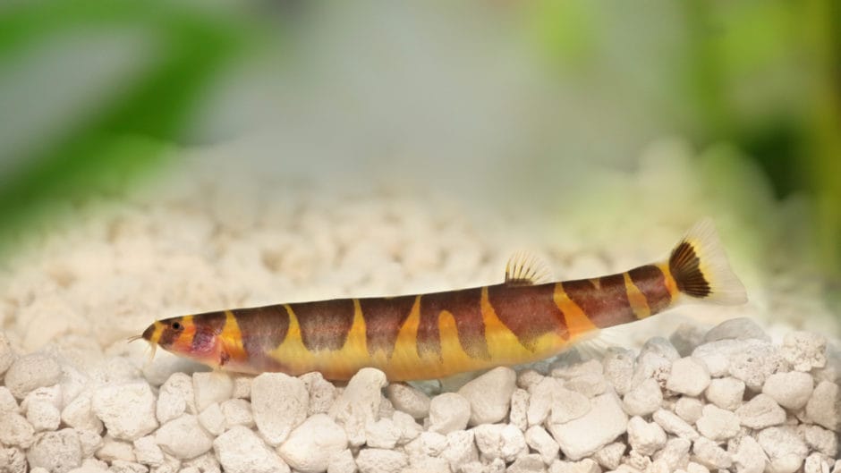 Are You Ready For The Challenge Of Breeding The Kuhli Loach? | BeChewy