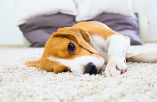 The Best Rugs For Pets Tips, Best Rug For Dogs