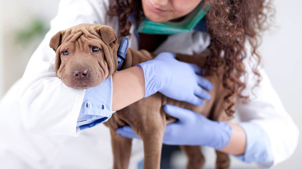 when should you have your dog spayed
