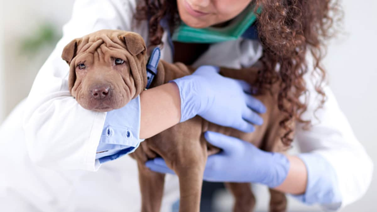 do female dogs still get their period after being spayed