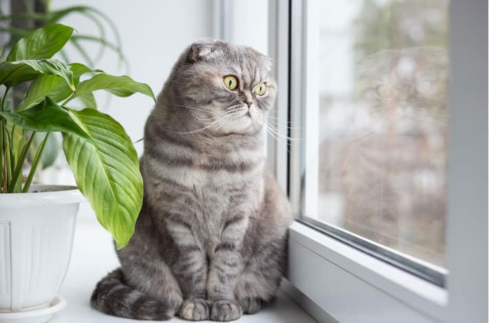 Why Do Cats Like Windows?  