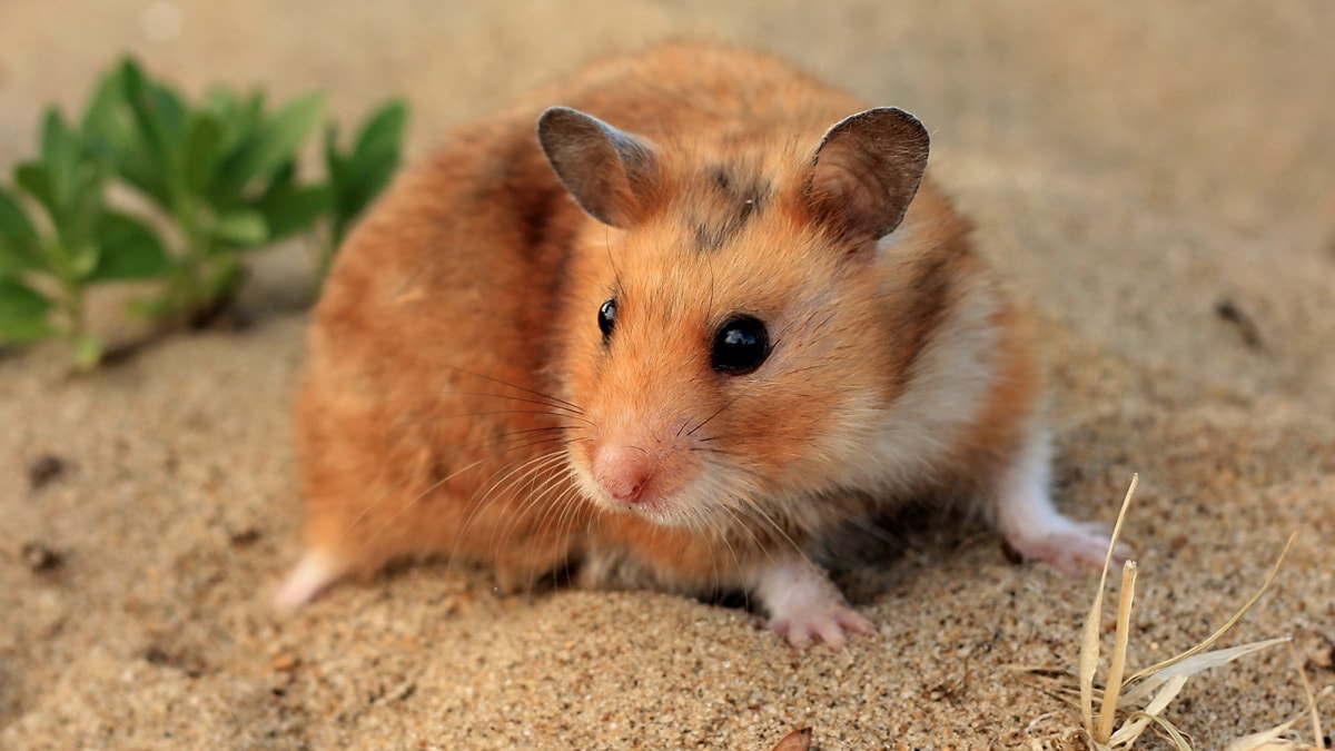 Will Pet Hamsters Released Into The Wild Survive? | BeChewy