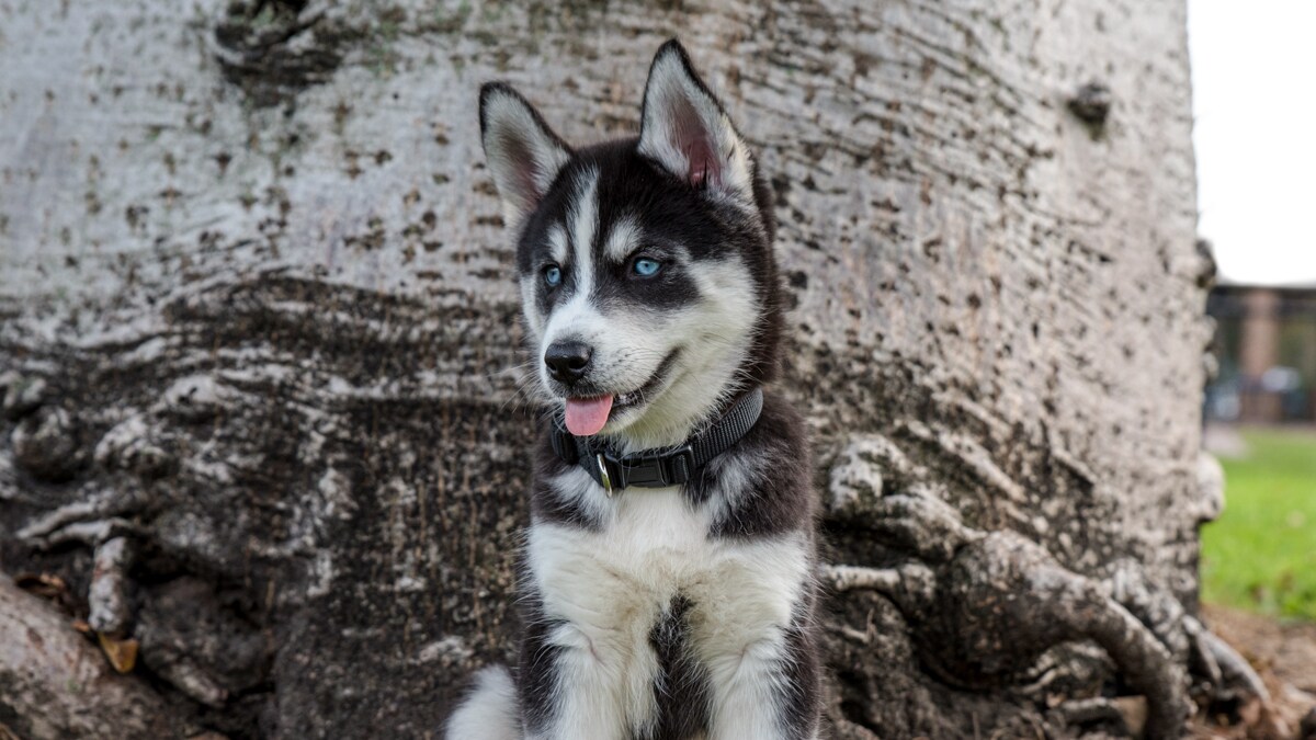 Learn How to Stop a Puppy from Biting With Expert Tips BeChewy