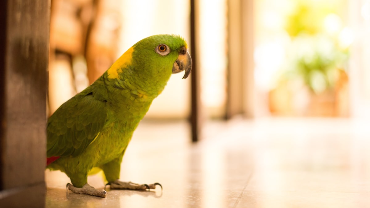 What You Need To Know About A Parrot's Night And Day Cycle | BeChewy