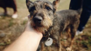 chewy lost pet finder