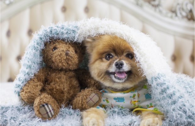 baby teddy bear dog