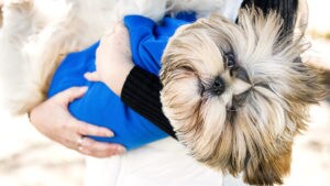 wheat bread for dogs