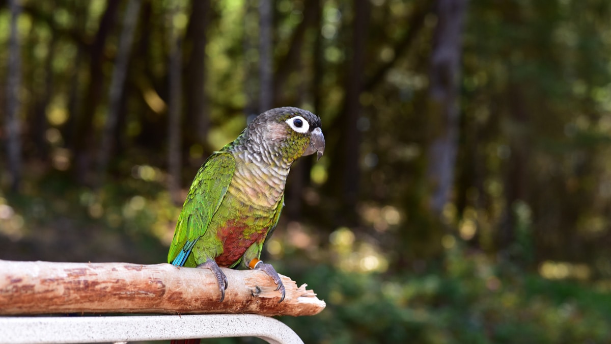 5 Things You Need To Know About Green-Cheeked Conures | BeChewy