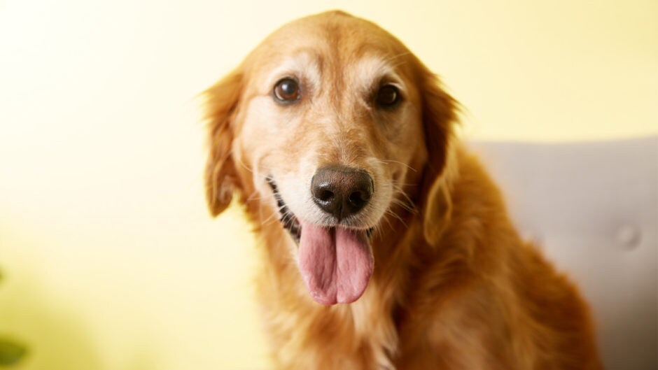 How to Leash Train a Dog A Stepby Step Guide BeChewy