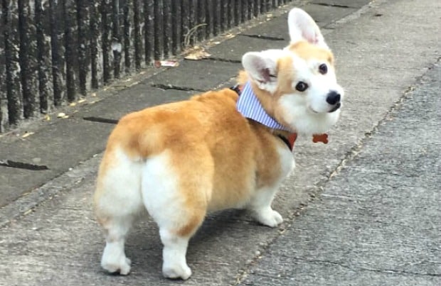 15 Corgi Butts That Might Break The Internet Bechewy 