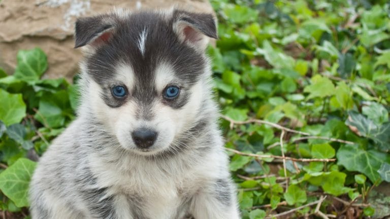 https://media-be.chewy.com/wp-content/uploads/2019/10/24155618/pomsky-puppy-picture-id476873848-1-768x432.jpg