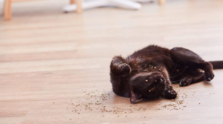 My Cat Threw Up, Now What? BeChewy
