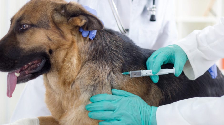 Leptospirosis in Dogs: Is the Vaccine Necessary? | BeChewy