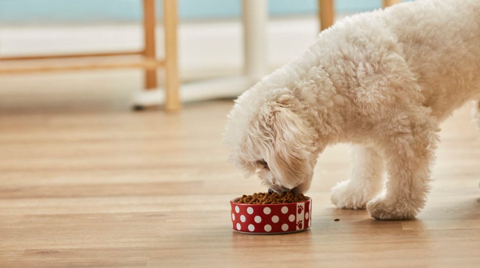 Mixing Wet and Dry Pet Food | BeChewy